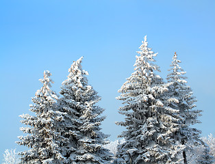 Image showing fir trees with snow