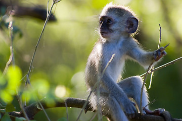 Image showing Vervet monkey