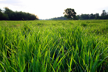 Image showing morning landscape with dew on grass