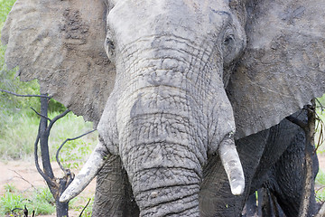 Image showing African Elephant