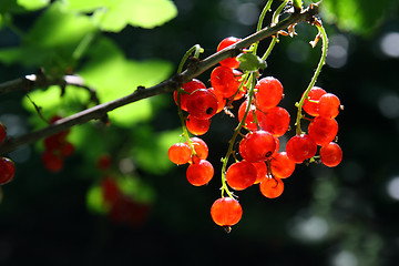 Image showing bunch of red currant berry