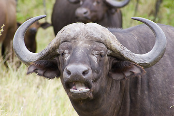 Image showing Cape buffalo