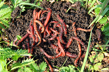 Image showing many red worms in dirt