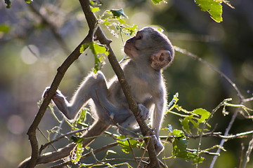 Image showing Vervet monkey
