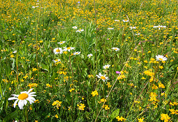 Image showing blossom flowers on meadow