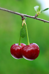 Image showing pair of cherry