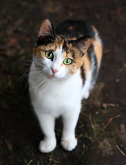 Image showing looking cat