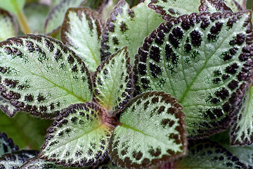 Image showing leaves of coleus