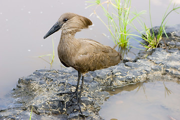 Image showing Hamerkop