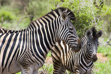 Image showing Burchell's zebra