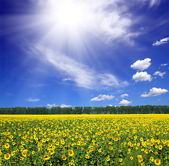 Image showing sunflowers field under sun