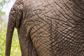 Image showing African Elephant