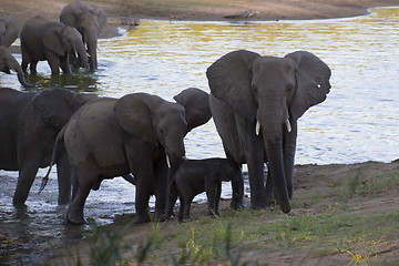 Image showing African Elephant