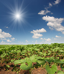 Image showing field with beginnings sunflowers