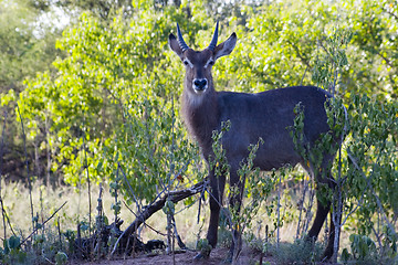 Image showing Waterbuck