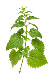 Image showing green nettle plant