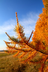 Image showing autumn golden larch tree