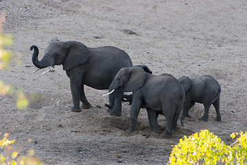 Image showing African Elephant