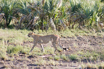 Image showing Cheetah