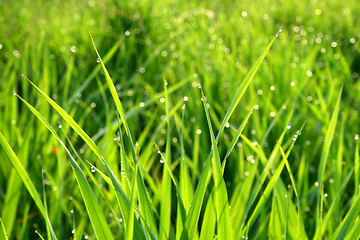 Image showing grass with dew drops