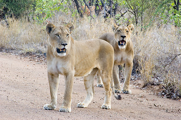 Image showing African Lion