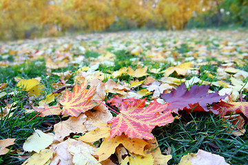 Image showing leaves on grass in autumn park