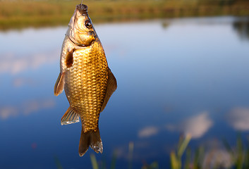 Image showing catching crucian on lake background