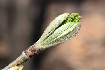 Image showing bud on spring tree