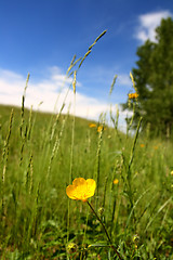 Image showing summer landscape with buttercup