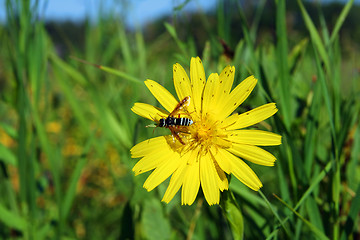 Image showing bee on yellow flower close-up