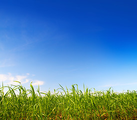 Image showing green grass under blue sky