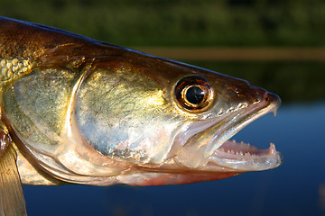 Image showing zander fish head