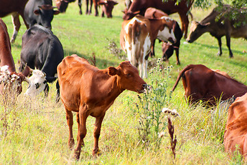 Image showing cows on pasture