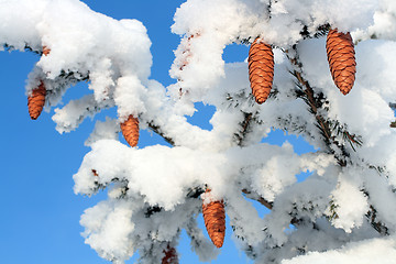 Image showing cones on christmas fir