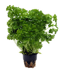 Image showing green parsley bunch in pot