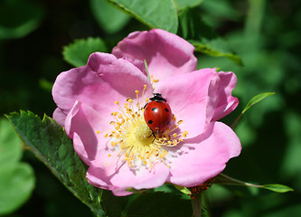 Image showing ladybug on purple flower