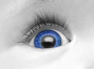 Image showing baby blue eye