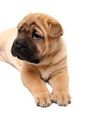 Image showing shar pei puppy