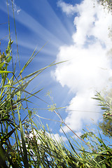 Image showing view on sky out of grass