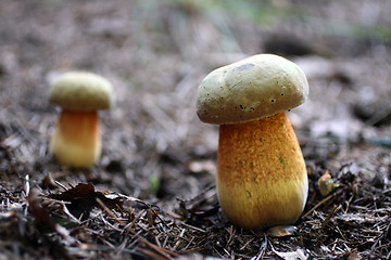 Image showing two inedible toadstool mushrooms