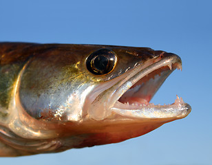 Image showing zander fish head on sky background