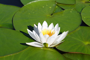 Image showing water-lily flower and leaves
