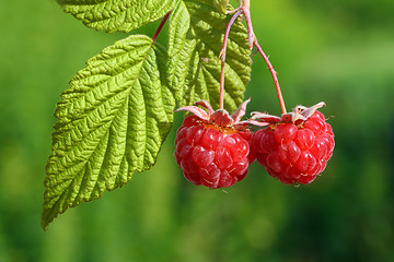 Image showing pair of raspberry with leaf