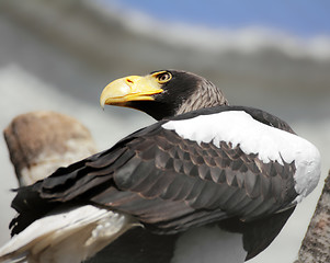 Image showing eagle