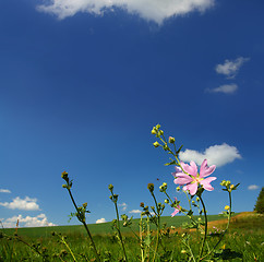 Image showing mallow wildflower on meadow background