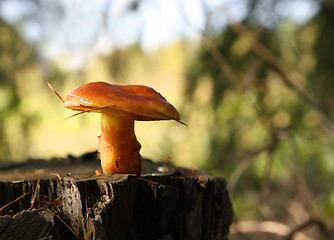 Image showing mushroom on stump in forest