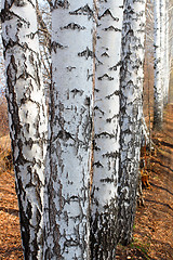 Image showing group of birch woods