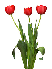 Image showing three red tulip bunch