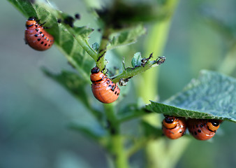 Image showing colorado beetle larva