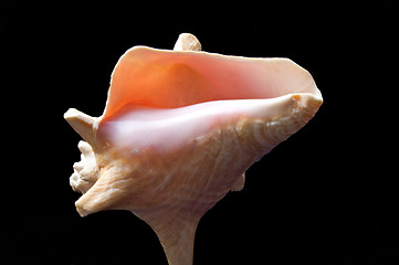 Image showing Pink Shell